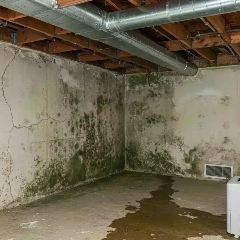 Professional Mold Removal in Marion County, WV